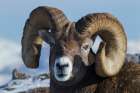 Bighorn sheep ram at home in the alpine country Art Print